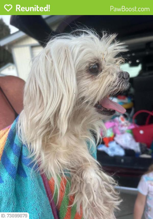 Reunited Unknown Dog last seen Chino & Magnolia CHINO CA, Chino, CA 91710