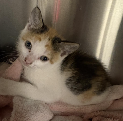 Shelter Stray Female Cat last seen Near Kingsbridge Avenue, BRONX, NY, 10463, 326 E 110th St, New York, NY 10029, USA