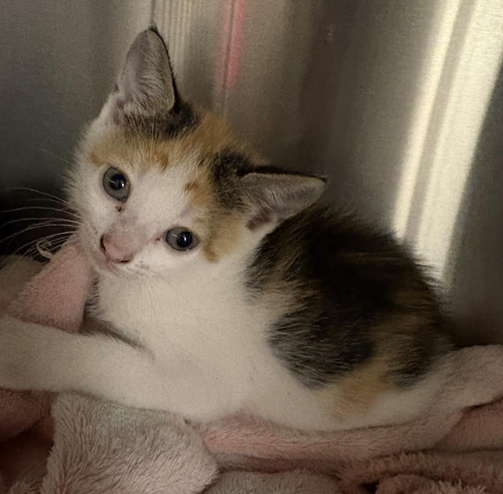 Shelter Stray Female Cat last seen Near Kingsbridge Avenue, BRONX, NY, 10463, 326 E 110th St, New York, NY 10029, USA