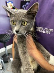 Shelter Stray Female Cat last seen Near S 5475 W, Kearns Township, UT, 84118, 511 W 3900 S, Salt Lake City, UT 84123, USA