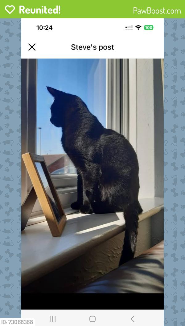 Reunited Male Cat last seen Goldthorpe, Goldthorpe, England S63