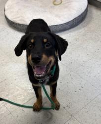 Shelter Stray Female Dog last seen Near S Colorow Road, SALT LAKE CITY, UT, 84104, 511 W 3900 S, Salt Lake City, UT 84123, USA