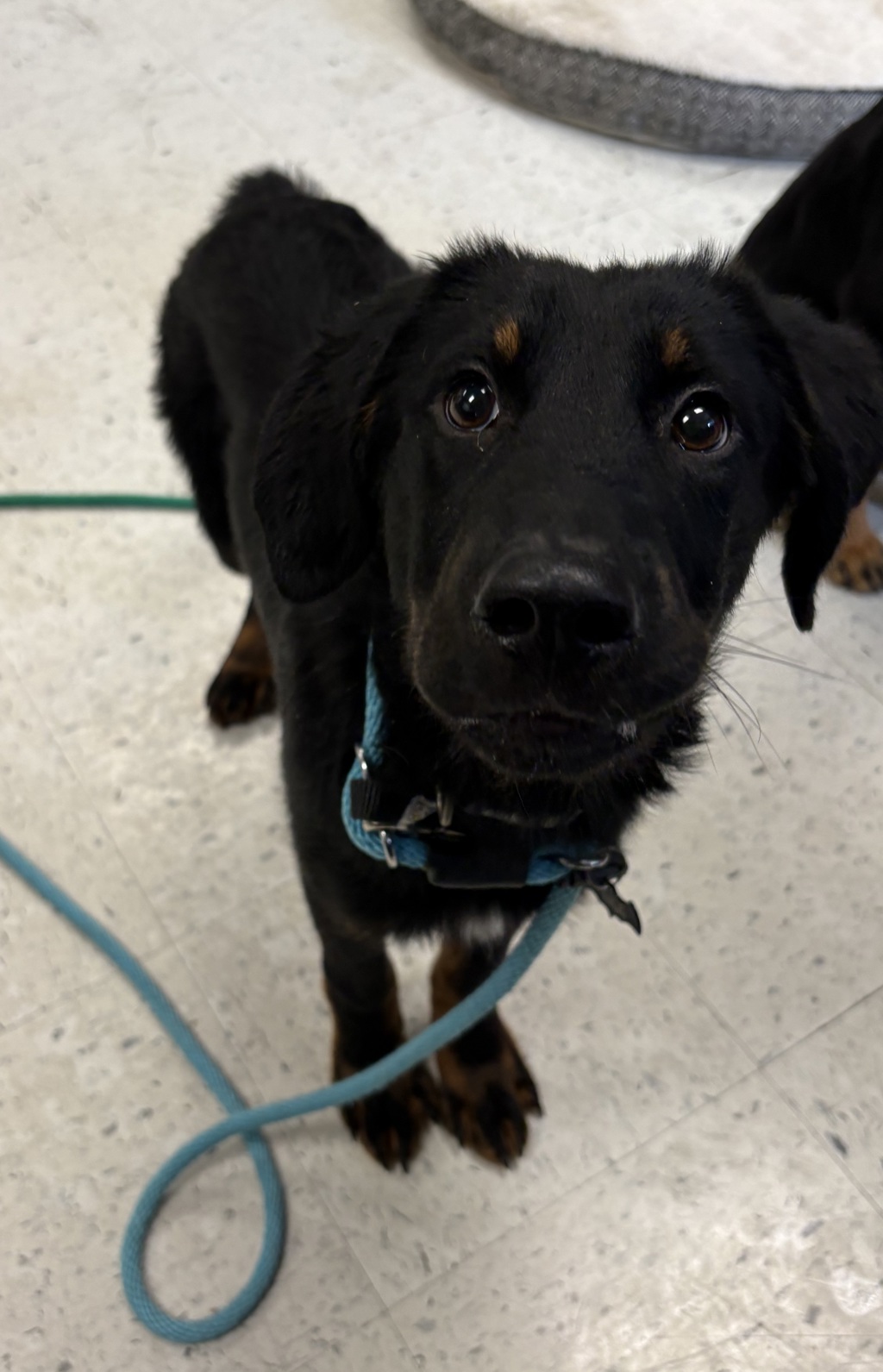 Shelter Stray Male Dog last seen Near S Colorow Road, SALT LAKE CITY, UT, 84104, 511 W 3900 S, Salt Lake City, UT 84123, USA