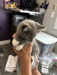 Shelter Stray Male Cat last seen Near S 5475 W, Kearns Township, UT, 84118, 511 W 3900 S, Salt Lake City, UT 84123, USA