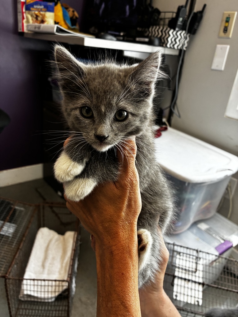 Shelter Stray Female Cat last seen Near S 5475 W, Kearns Township, UT, 84118, 511 W 3900 S, Salt Lake City, UT 84123, USA