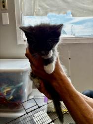 Shelter Stray Female Cat last seen Near S 5475 W, Kearns Township, UT, 84118, 511 W 3900 S, Salt Lake City, UT 84123, USA