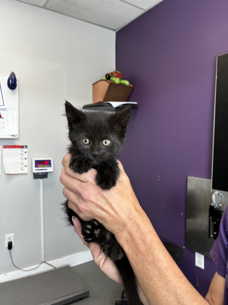 Shelter Stray Female Cat last seen Near S 5475 W, Kearns Township, UT, 84118, 511 W 3900 S, Salt Lake City, UT 84123, USA