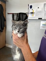 Shelter Stray Male Cat last seen Near S 5475 W, Kearns Township, UT, 84118, 511 W 3900 S, Salt Lake City, UT 84123, USA