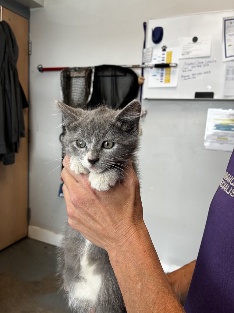 Shelter Stray Male Cat last seen Near S 5475 W, Kearns Township, UT, 84118, 511 W 3900 S, Salt Lake City, UT 84123, USA