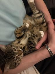 Reunited Female Cat last seen Pineridge, Calgary, AB, Canada, Calgary, AB 