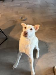 Found/Stray Male Dog last seen Wooldridge & N Oso Pkway by Oso Bay Wetlands, Corpus Christi, TX 78414