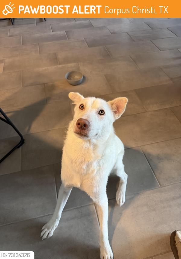 Found/Stray Male Dog last seen Wooldridge & N Oso Pkway by Oso Bay Wetlands, Corpus Christi, TX 78414