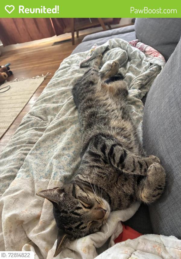 Reunited Male Cat last seen Pierce Street and Solano Ave, Albany, CA 94706