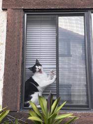 Lost Male Cat last seen S stefon ave, Monterey Park, CA 91755