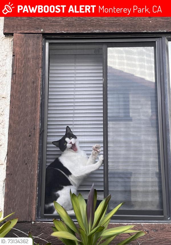Lost Male Cat last seen S stefon ave, Monterey Park, CA 91755