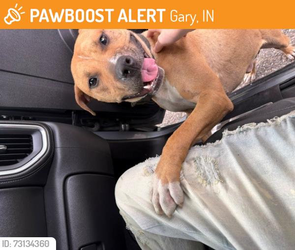 Found/Stray Male Dog last seen Ridge road in gary, Gary, IN 46408
