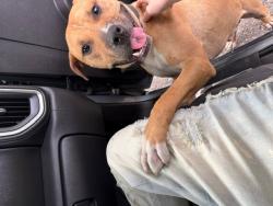 Found/Stray Male Dog last seen Ridge road in gary, Gary, IN 46408