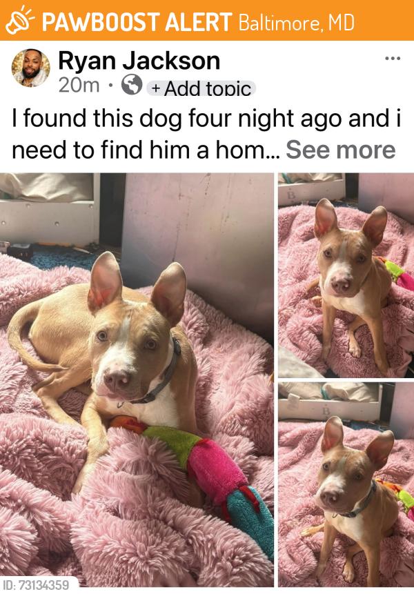 Found/Stray Unknown Dog last seen coppin state, Baltimore, MD 21216