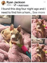Found/Stray Unknown Dog last seen coppin state, Baltimore, MD 21216