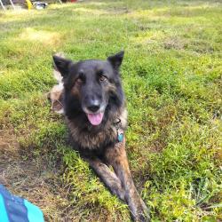Lost Female Dog last seen Near Lagrange st new Bern nc, New Bern, NC 28560