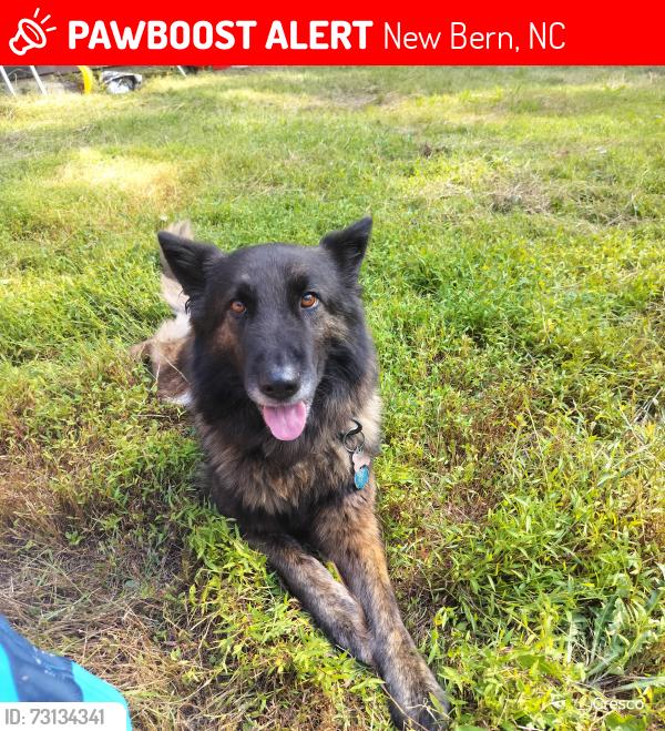 Lost Female Dog last seen Near Lagrange st new Bern nc, New Bern, NC 28560