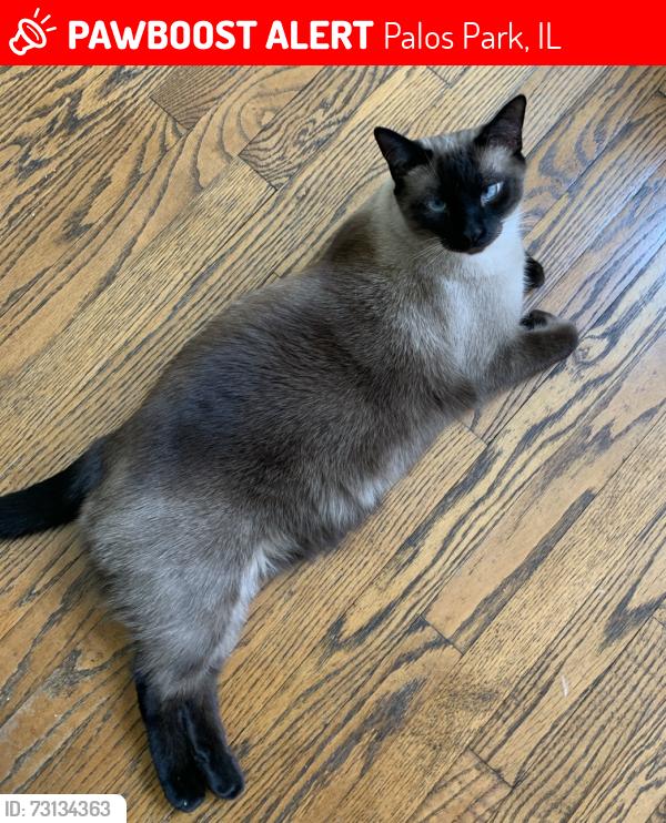 Lost Male Cat last seen Near Wisteria Court, Palos Park IL 60464, Palos Park, IL 60464