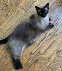 Lost Male Cat last seen Near Wisteria Court, Palos Park IL 60464, Palos Park, IL 60464