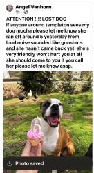 Lost Female Dog last seen Templeton pa, Templeton, PA 16259