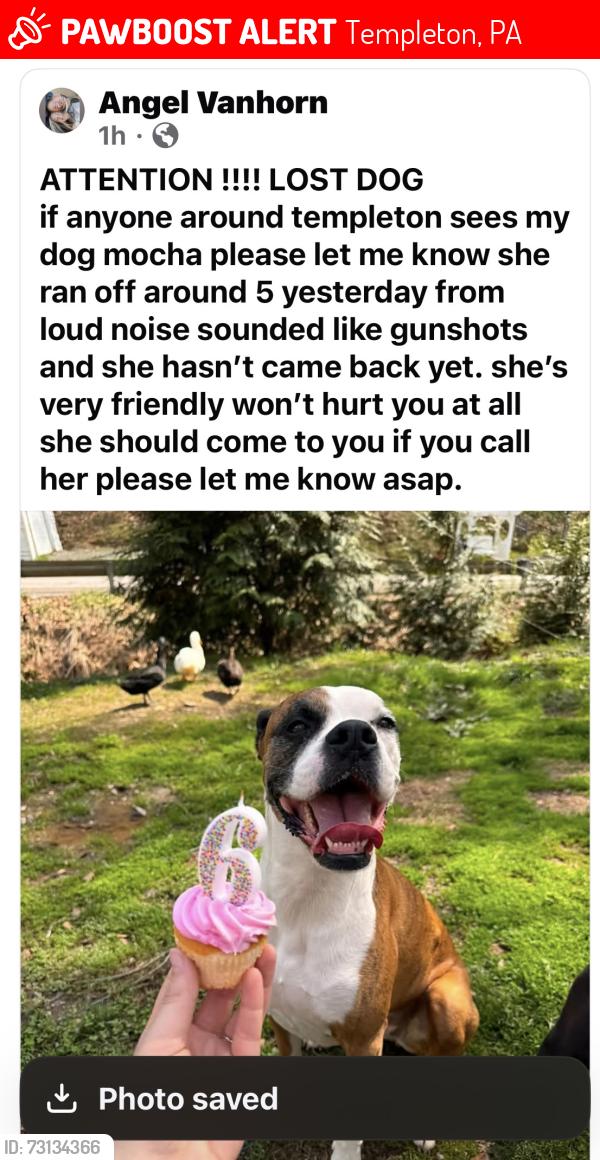 Lost Female Dog last seen Templeton pa, Templeton, PA 16259