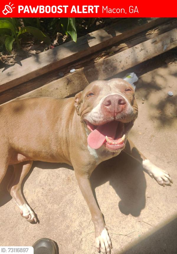 Lost Female Dog last seen Food depot on Houston rd, Macon, GA 31206
