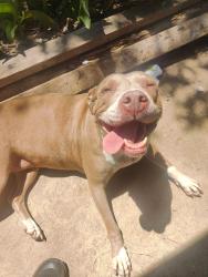 Lost Female Dog last seen Food depot on Houston rd, Macon, GA 31206