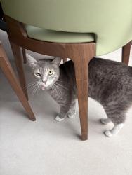 Lost Female Cat last seen plantation acres, Plantation, FL 33325