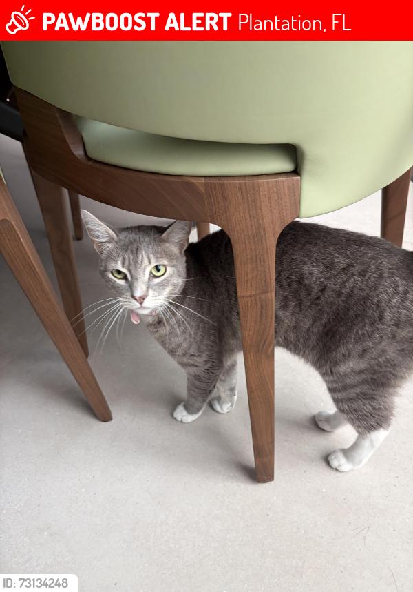 Lost Female Cat last seen plantation acres, Plantation, FL 33325