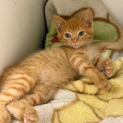 Shelter Stray Male Cat last seen , 901 N Haverty St, Pine Bluff, AR 71601, USA