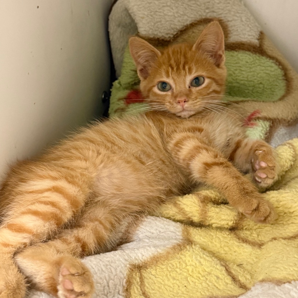 Shelter Stray Male Cat last seen , 901 N Haverty St, Pine Bluff, AR 71601, USA