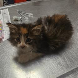 Shelter Stray Female Cat last seen , 54687 Co Rd 19, Bristol, IN 46507, USA