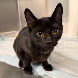 Shelter Stray Male Cat last seen , 980 Guilford College Rd, Greensboro, NC 27409, USA