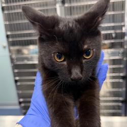 Shelter Stray Male Cat last seen , 980 Guilford College Rd, Greensboro, NC 27409, USA