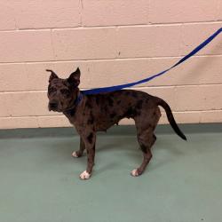 Shelter Stray Male Dog last seen , 2350 Appling City Cove, Memphis, TN 38133, USA