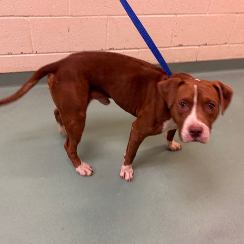 Shelter Stray Male Dog last seen , 2350 Appling City Cove, Memphis, TN 38133, USA