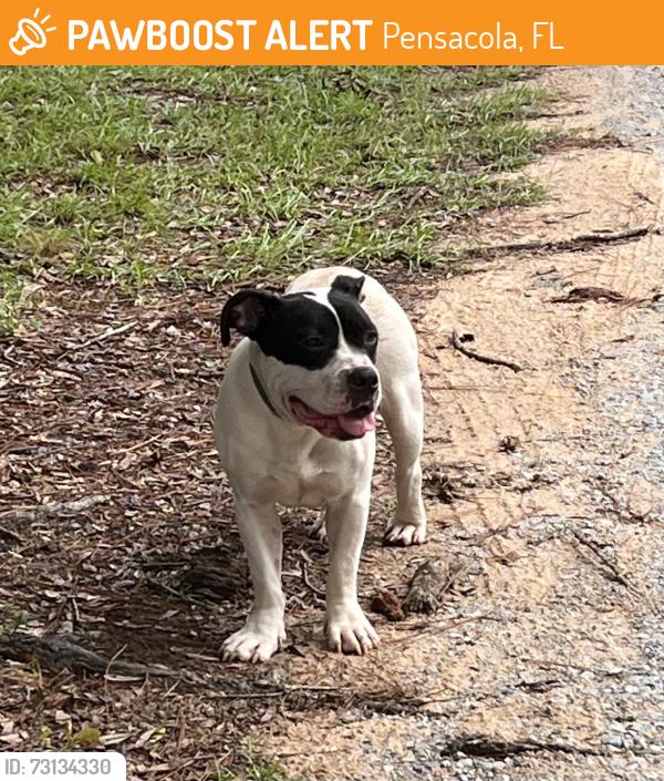 Found/Stray Male Dog last seen Mobile hwy, Pensacola, FL 32526