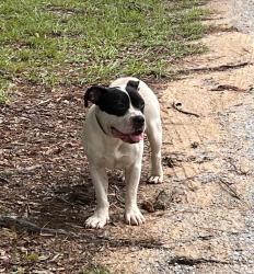 Found/Stray Male Dog last seen Mobile hwy, Pensacola, FL 32526