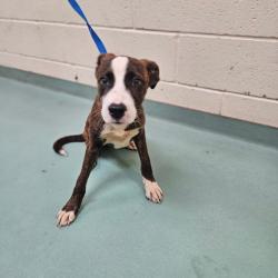 Shelter Stray Male Dog last seen , 2350 Appling City Cove, Memphis, TN 38133, USA