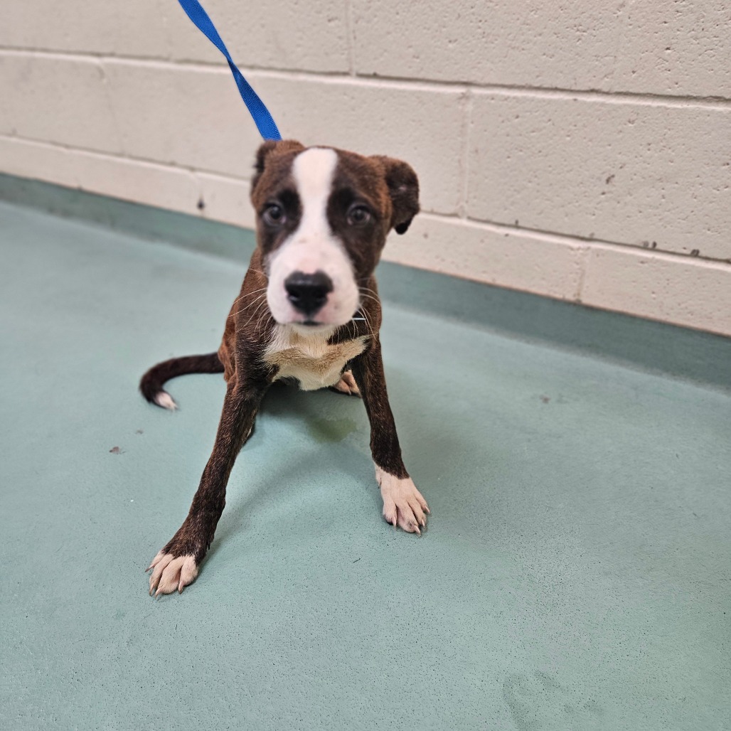 Shelter Stray Male Dog last seen , 2350 Appling City Cove, Memphis, TN 38133, USA