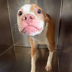Shelter Stray Female Dog last seen , 2350 Appling City Cove, Memphis, TN 38133, USA