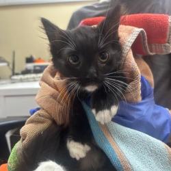 Shelter Stray Male Cat last seen , 361 S Raymond Ave, Pasadena, CA 91105, USA