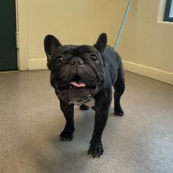Shelter Stray Female Dog last seen , 361 S Raymond Ave, Pasadena, CA 91105, USA