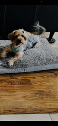 Reunited Male Dog last seen Near Gertie Barrett and Linda Jobe Jr. High, Mansfield, TX 76001