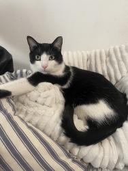 Lost Male Cat last seen Boulevard ney, Paris, IDF 75018