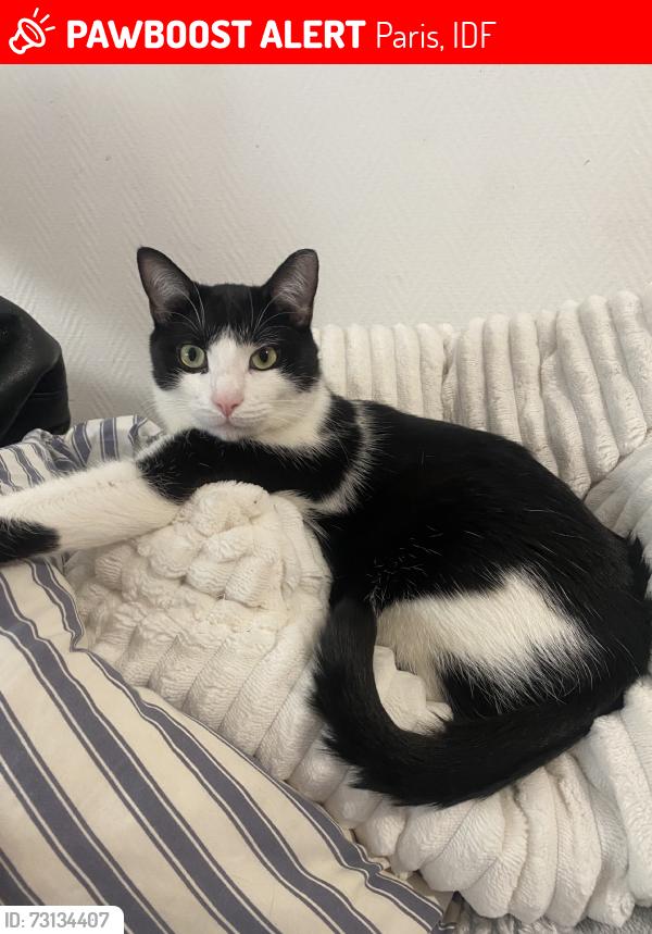 Lost Male Cat last seen Boulevard ney, Paris, IDF 75018